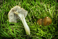 Candolleomyces candolleanus