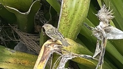 Foudia madagascariensis