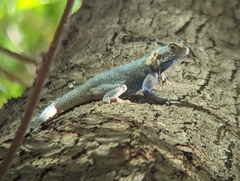 Agama mucosoensis