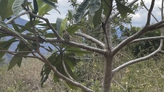 Foudia madagascariensis