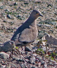 Metriopelia melanoptera