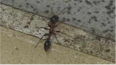 Tetraponera rufonigra