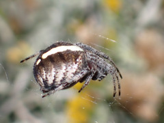 Agalenatea redii