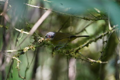 Chlorospingus canigularis