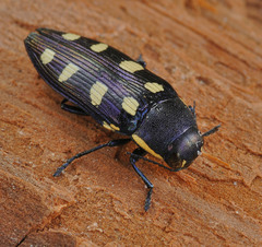 Buprestis octoguttata