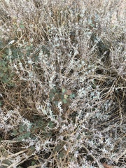 Lavandula