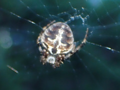 Agalenatea redii