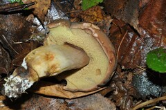 Xerocomus subtomentosus