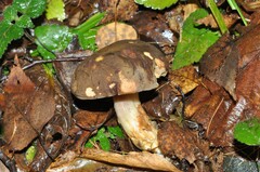 Xerocomus subtomentosus