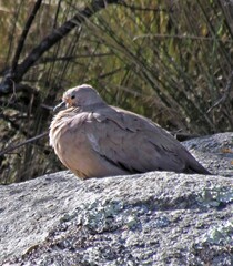 Metriopelia melanoptera