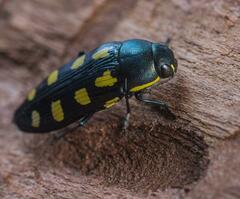 Buprestis octoguttata