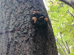 Inonotus nidus-pici