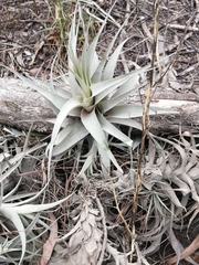 Tillandsia incarnata