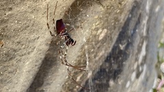 Nephilingis borbonica