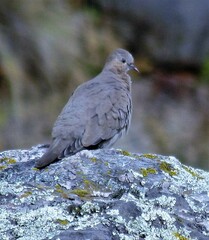 Metriopelia melanoptera