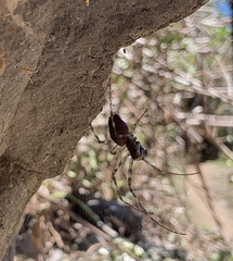 Nephilingis borbonica