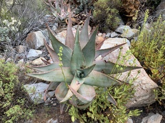 Aloe comptonii