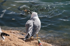 Larus michahellis