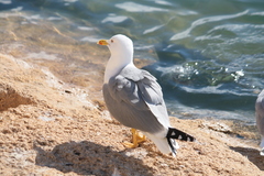 Larus michahellis