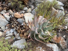 Aloe comptonii