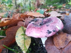 Russula cyanoxantha