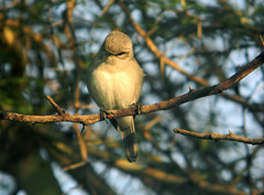 Bradornis microrhynchus