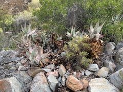 Aloe comptonii