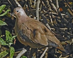 Metriopelia melanoptera