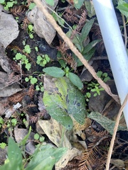 Hydrocotyle verticillata