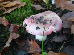 Russula cyanoxantha