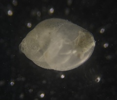 Globobulimina auriculata