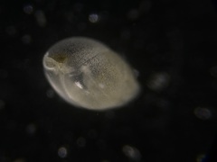 Globobulimina auriculata
