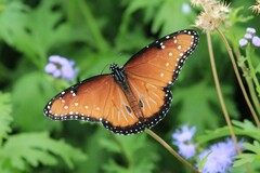 Danaus gilippus