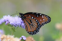 Danaus gilippus