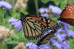 Danaus plexippus