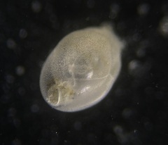 Globobulimina auriculata