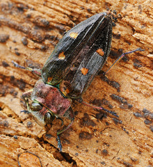 Chrysobothris affinis