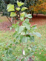 Prunus armeniaca
