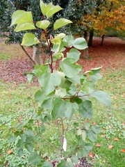 Prunus armeniaca