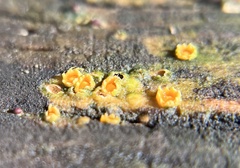 Sphaerobolus stellatus