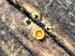 Sphaerobolus stellatus