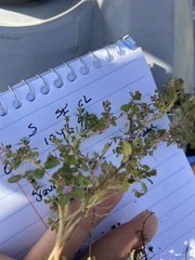 Euphorbia serpens