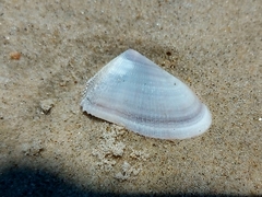 Donax hanleyanus