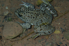 Pelophylax saharicus