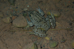 Pelophylax saharicus