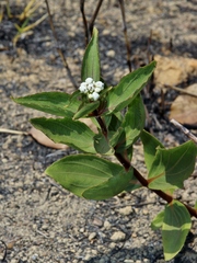 Ichthyothere latifolia