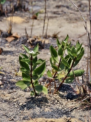 Ichthyothere latifolia