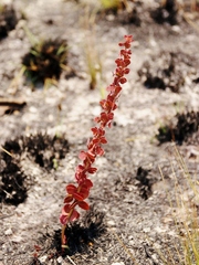 Chamaecrista brachyrachis