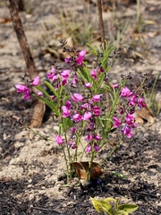 Galactia peduncularis