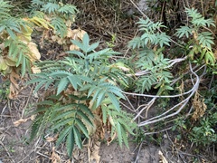 Melianthus